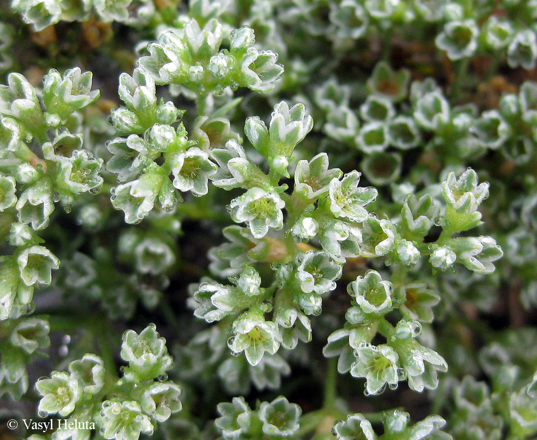 Изображение особи Scleranthus perennis.