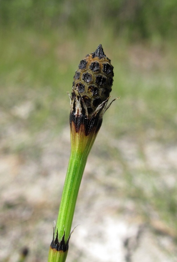 Изображение особи Equisetum variegatum.