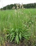 Plantago lanceolata. Цветущее растение. Смоленская обл. Смоленский р-н, окр. дер. Жарь. 09.06.2011.