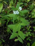 Lithospermum erythrorhizon