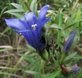 Gentiana pneumonanthe