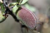 Amygdalus spinosissima. Созревающий плод. Южный Казахстан, горы Каракус. 12.05.2010.