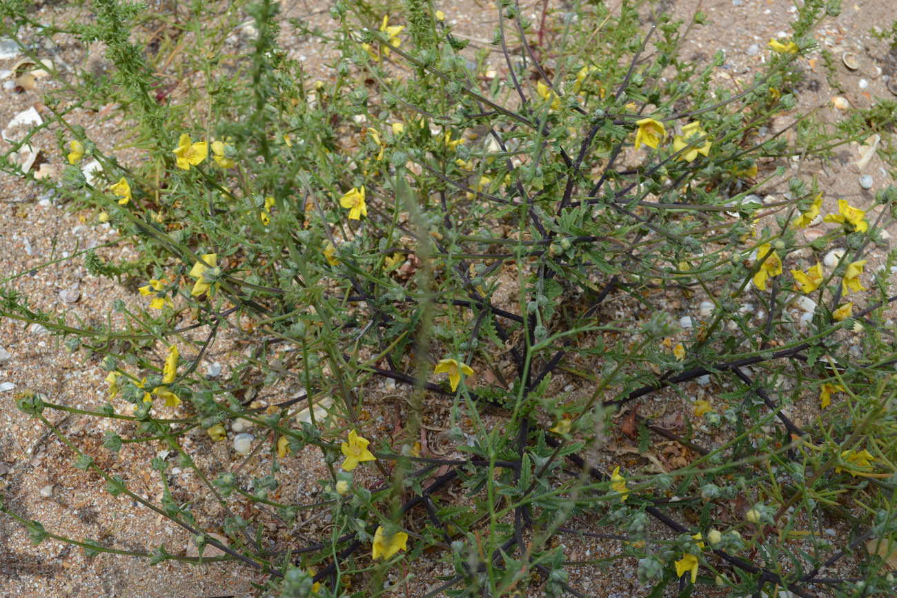 Image of Verbascum pinnatifidum specimen.