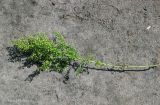 Artemisia annua