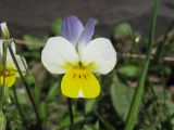 Viola lavrenkoana