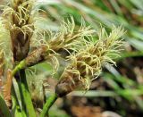 Eriophorum angustifolium