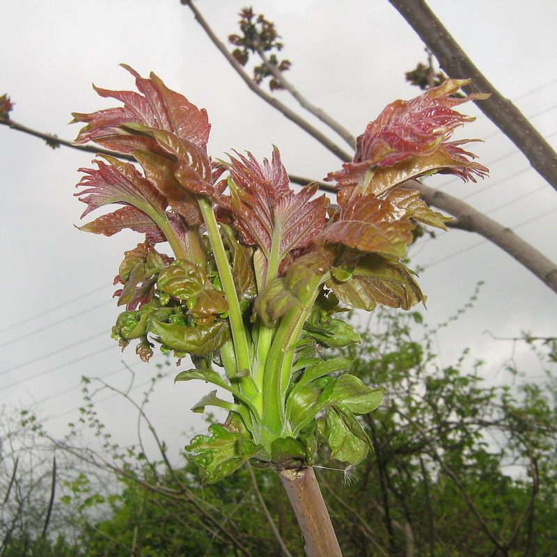 Изображение особи Ailanthus altissima.