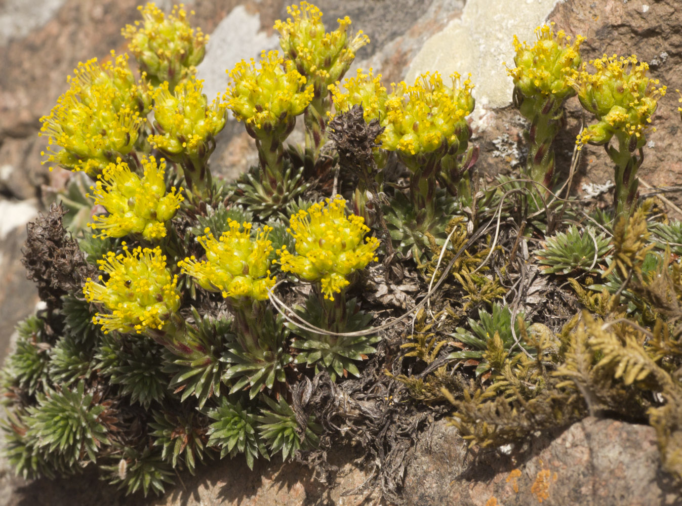 Изображение особи Saxifraga juniperifolia.