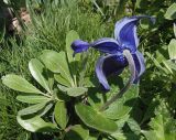 Clematis integrifolia