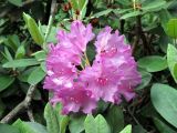Rhododendron smirnowii. Соцветие. Финляндия, окрестности г. Коувола, лесопарк Арборетум Мустила. 9 июня 2013 г.