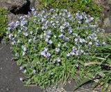 Polemonium boreale. Цветущее растение. Камчатский край, Ключевская группа вулканов, Толбачинский дол, окраина лавового поля. 19.07.2013.