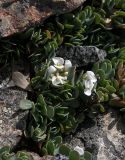 Eunomia rotundifolia