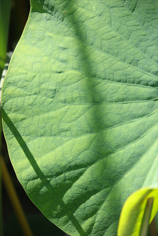 Изображение особи Nelumbo caspica.