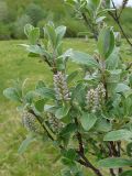 Salix glauca. Ветви женского растения с соплодиями и листьями. Заболоченный луг, Мурманская обл., Североморский р-н, окр. пос. Росляково. 22.06.2009.