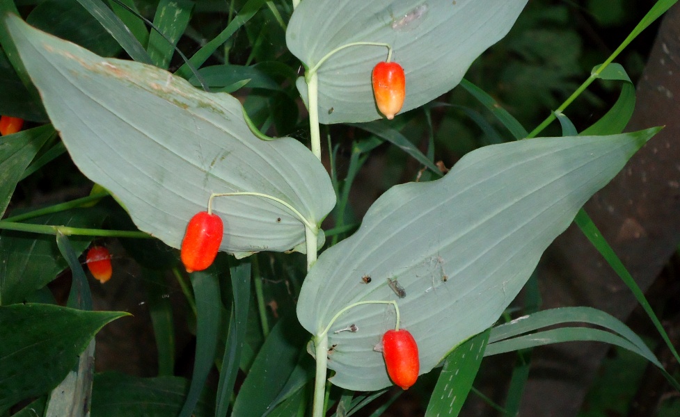 Изображение особи Streptopus amplexifolius.