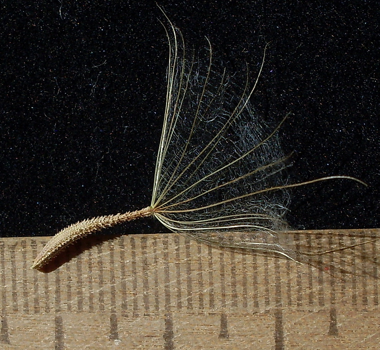 Image of Tragopogon dasyrhynchus specimen.
