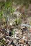 Aegilops biuncialis