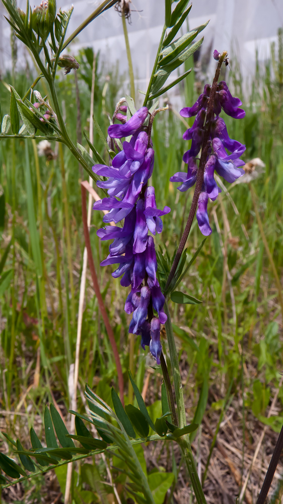 Изображение особи Vicia cracca.