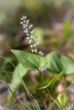 Maianthemum bifolium. Верхушка цветущего растения. Ленинградская обл., Волосовский р-н, окр. дер. Малый Сабск. 15.06.2014.