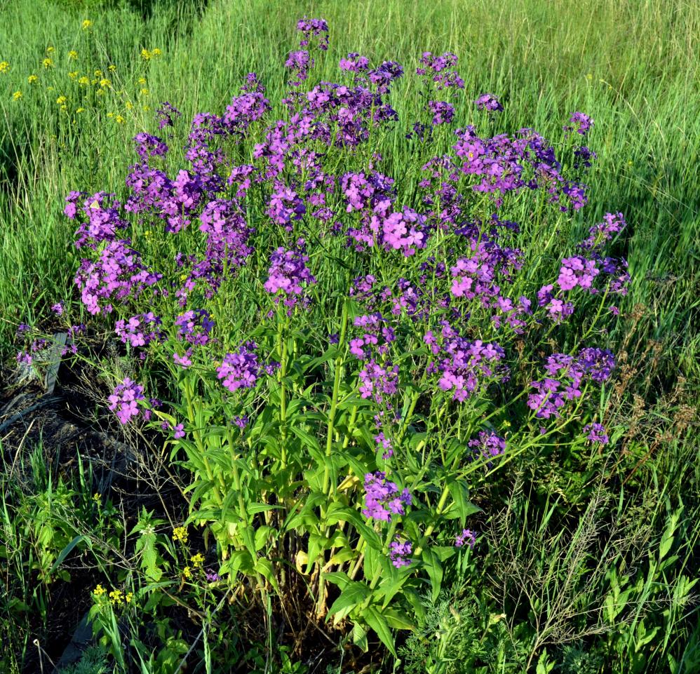 Изображение особи Hesperis sibirica.