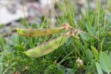 Lathyrus japonicus подвид pubescens. Соплодие с незрелыми плодами. Мурманская обл., п-ов Средний, м. Волоковый, приморская вороничная тундра. 28.07.2014.