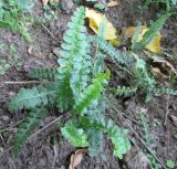 Blechnum penna-marina. Вегетирующее растение. Подмосковье, в культуре. 10.09.2014.