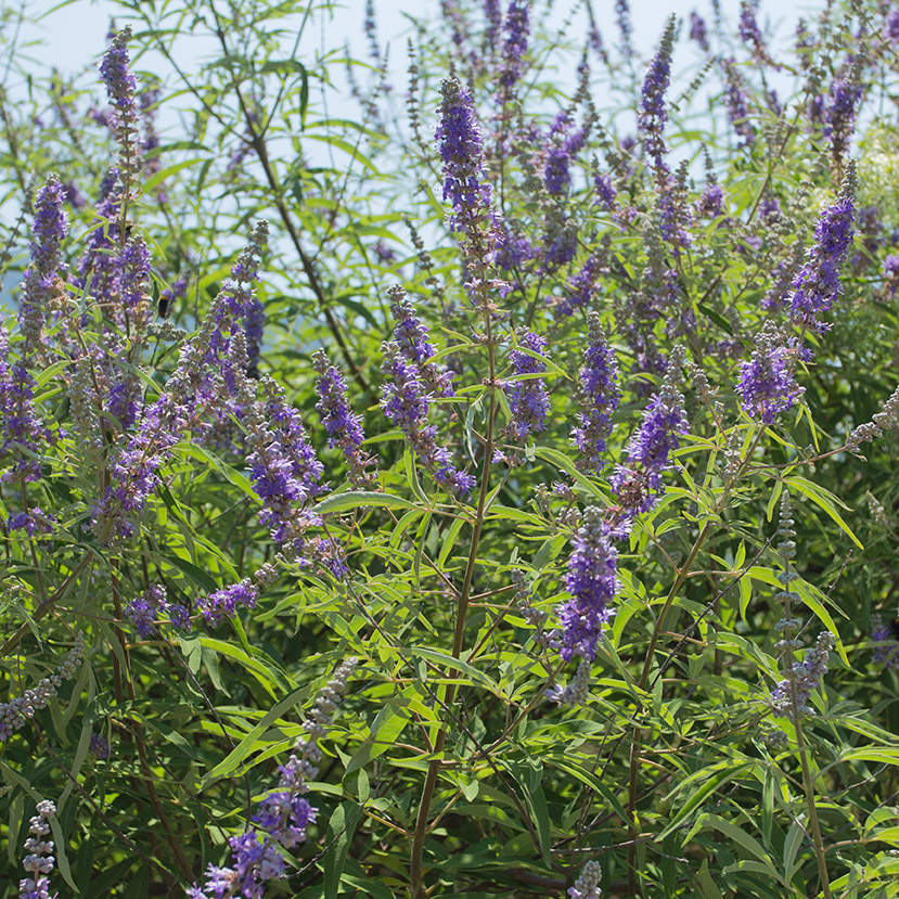 Изображение особи Vitex agnus-castus.