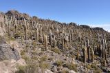 Trichocereus atacamensis. Заросли на горном склоне. Боливия, солар Уюни, остров Пескадо. 17 марта 2014 г.