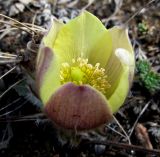 Pulsatilla orientali-sibirica