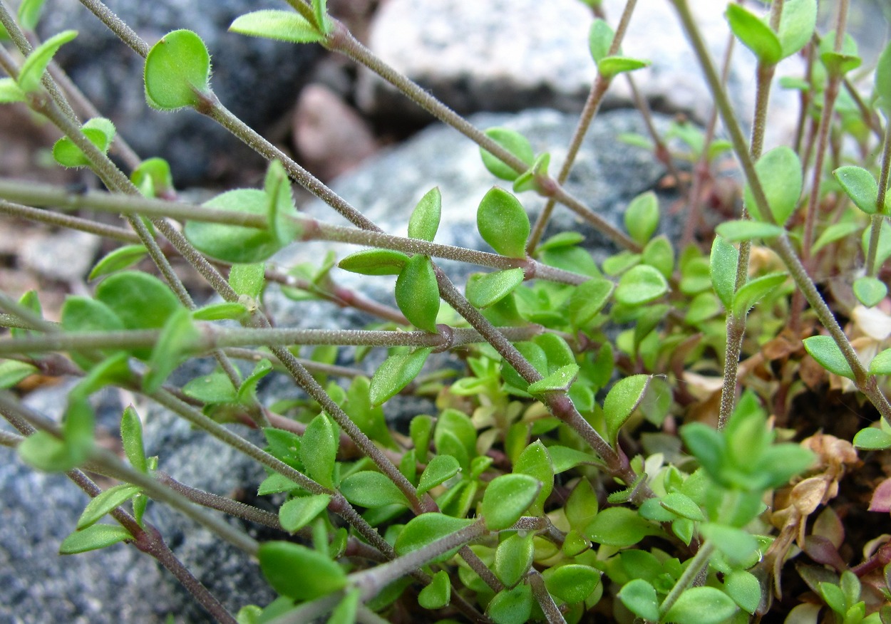 Изображение особи Arenaria uralensis.