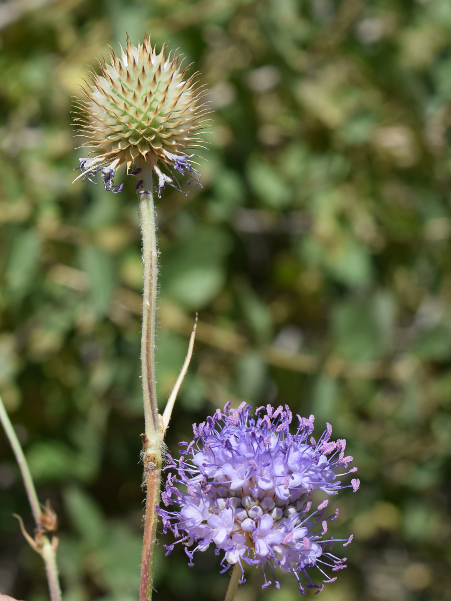 Изображение особи Dipsacus dipsacoides.