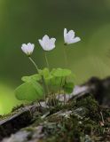 Oxalis acetosella