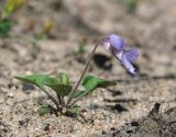 Viola rupestris. Цветущее растение. Архангельская обл., Вельский р-н, окр. пос. Усть-Шоноша, рудеральное место. 07.08.2013.