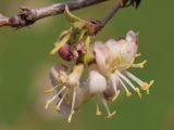 Lonicera fragrantissima. Часть веточки с цветками и бутонами. Ростовская обл., г. Таганрог, в парке. 06.04.2016.