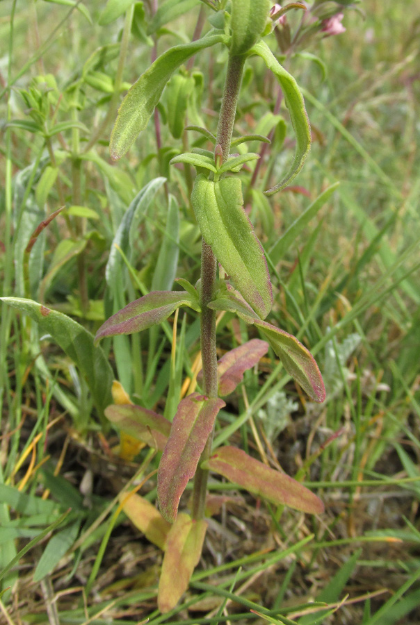 Изображение особи Odontites salinus.