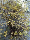 Lonicera caerulea. Растение с листьями в осенней окраске. Санкт-Петербург. 11 ноября 2009 г.