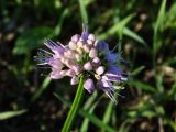 Allium spirale