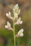 Oxytropis aulieatensis. Соцветие. Казахстан, Тянь-Шань, хр. Таласский, на каменистой осыпи левого борта каньона Коксай. 16.06.2016.