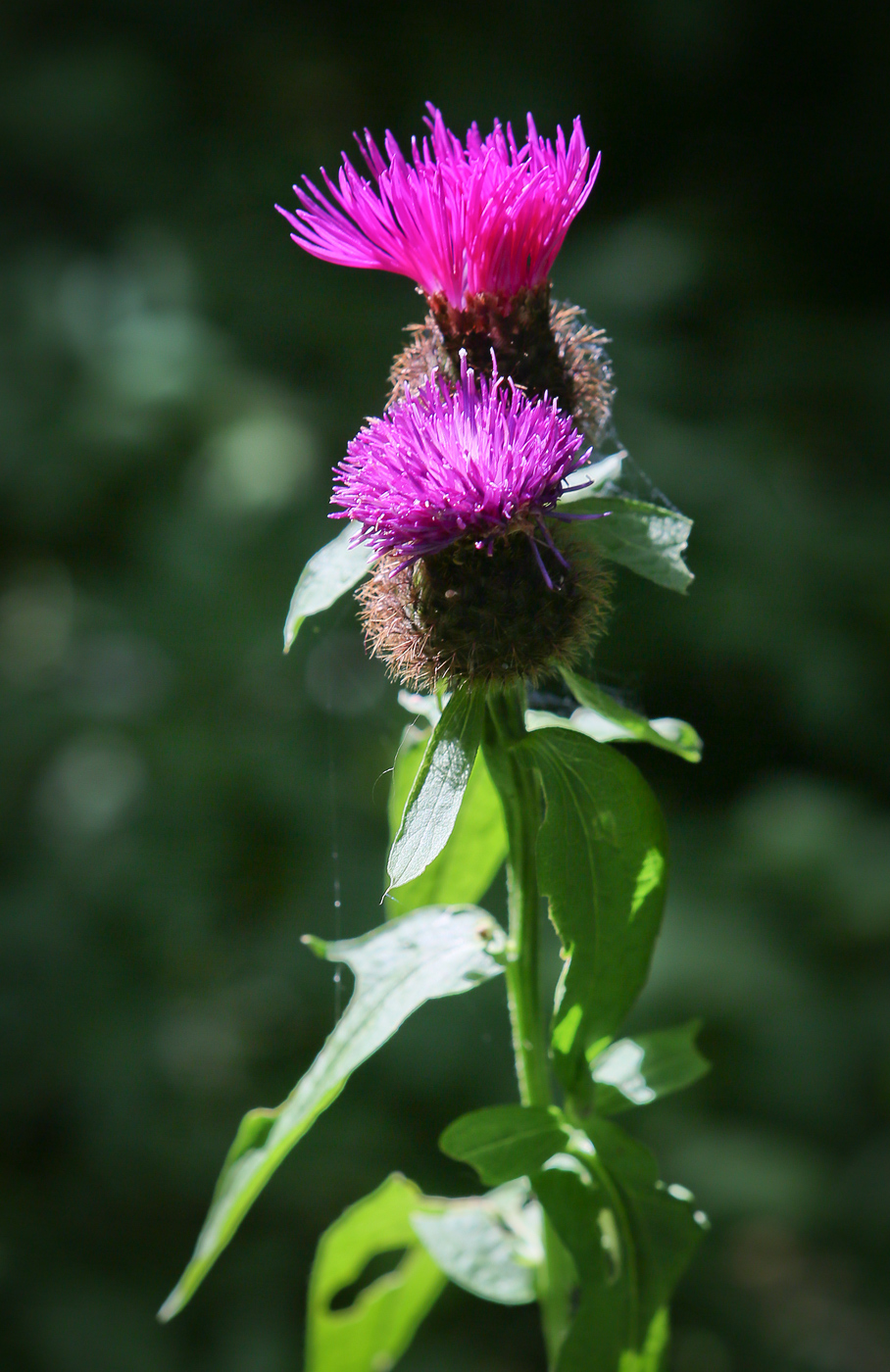 Изображение особи Centaurea pseudophrygia.