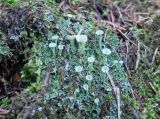 род Cladonia. Первичные талломы и подеции (вторичные талломы). Санкт-Петербург, Пушкин, Александровский парк, на трухлявом пне. 02.07.2016.