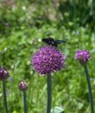 Allium aflatunense