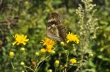 Hieracium umbellatum