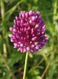 Allium rotundum