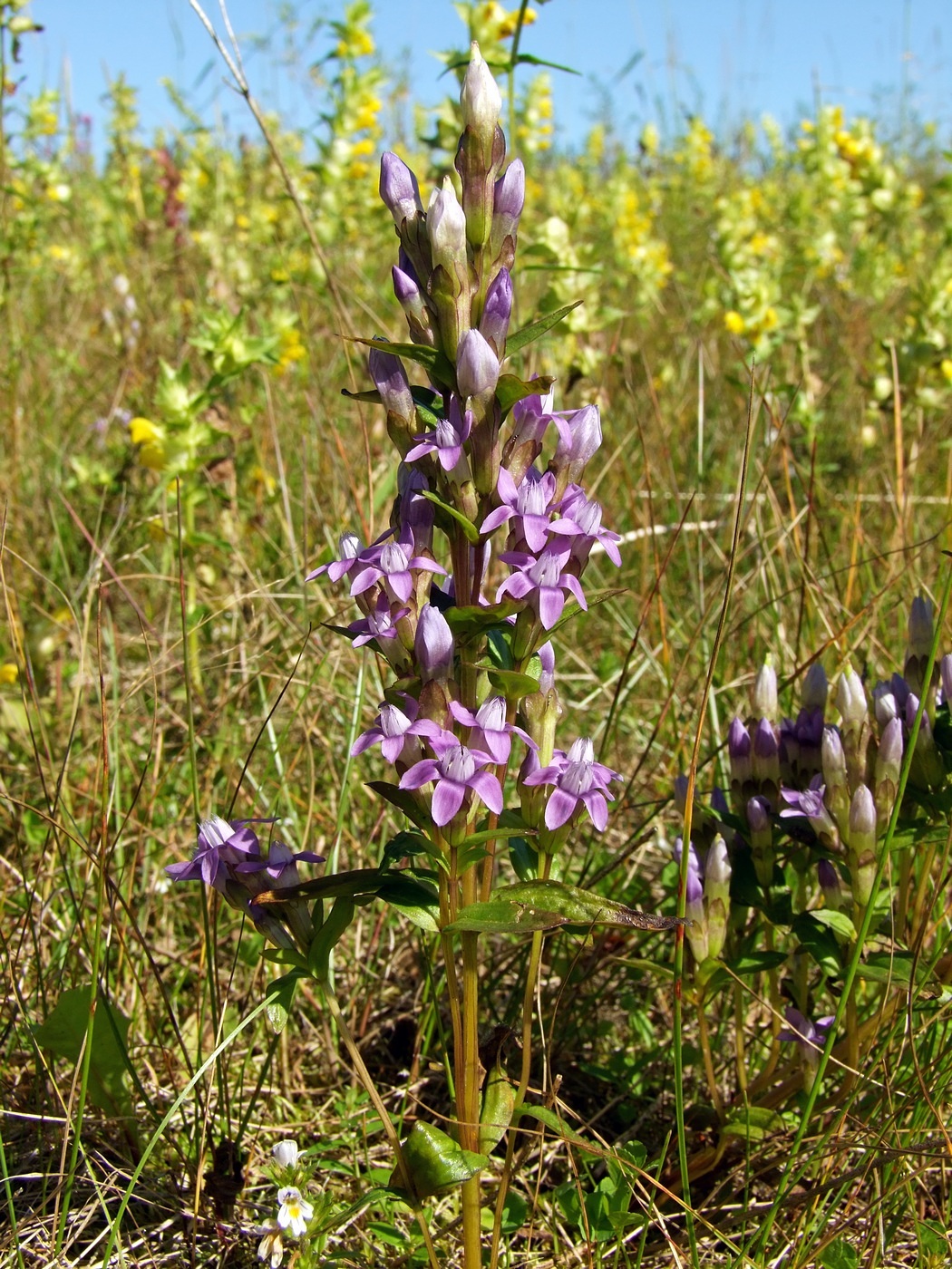 Изображение особи Gentianella auriculata.