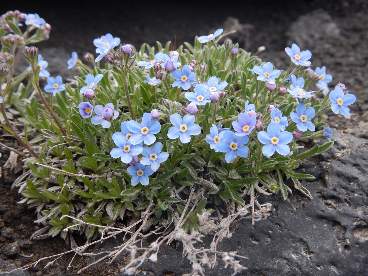 Изображение особи Eritrichium sericeum.