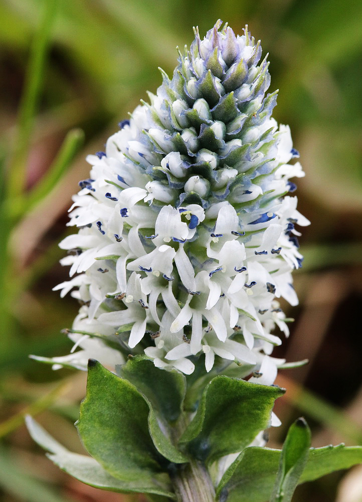 Изображение особи Lagotis uralensis.