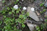 Anemone parviflora