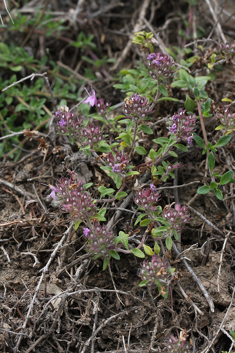 Изображение особи род Thymus.