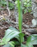 Orchis purpurea