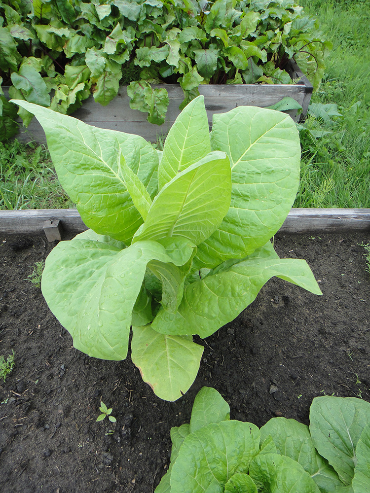 Изображение особи Nicotiana tabacum.